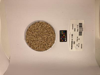 SEED